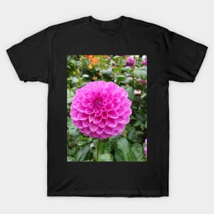 Rainy pink dahlia T-Shirt